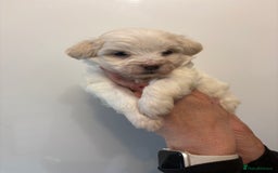 Maltipoo dogs for sale: 🤩 6 stunning Maltipoo puppies 🤩 - Image 9