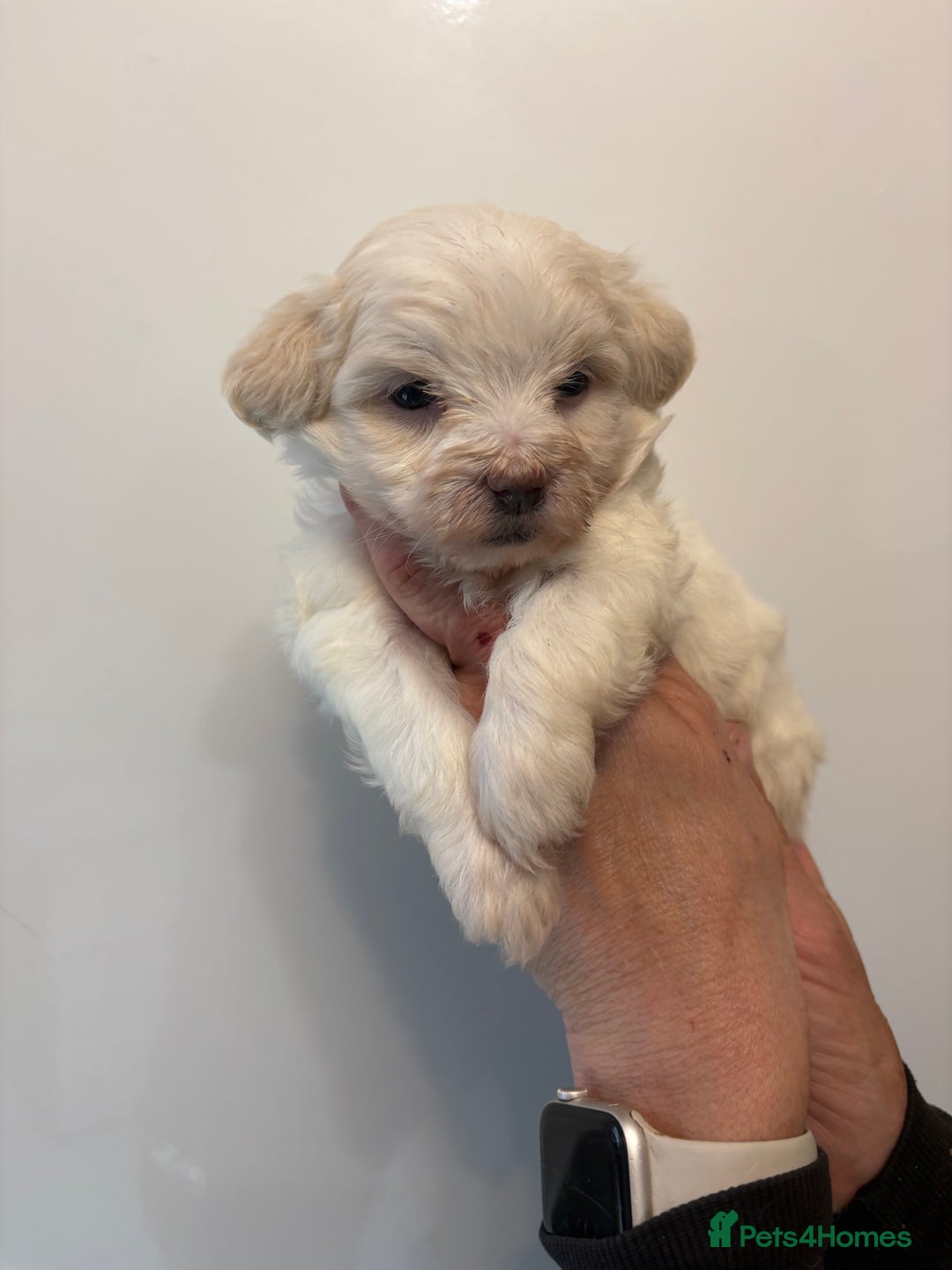 Maltipoo dogs for sale: 🤩 6 stunning Maltipoo puppies 🤩 - Image 9