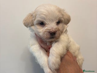 Maltipoo dogs - Advert 6