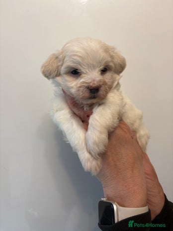 Maltipoo dogs - Advert 3