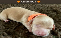 Miniature Dachshund dogs for sale: ⭐️CREAM LONG HAIRED KC/PRA CLR MINI DACHSHUNDS⭐️ - Image 11