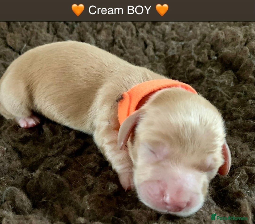 Miniature Dachshund dogs for sale: ⭐️CREAM LONG HAIRED KC/PRA CLR MINI DACHSHUNDS⭐️ - Image 11