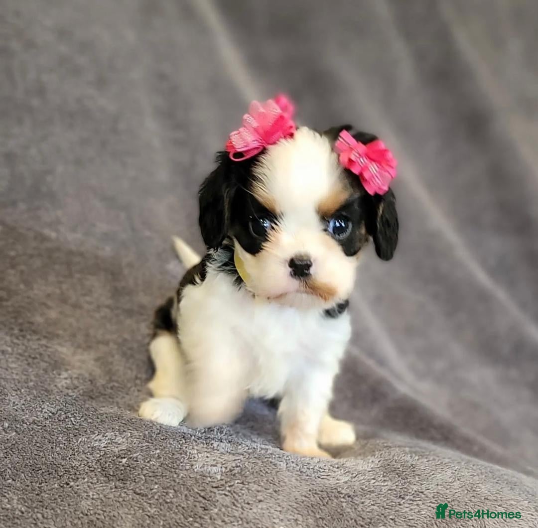 Cavalier King Charles Spaniel dogs for sale: Treated Cavalier king charles puppies   - Advert 10