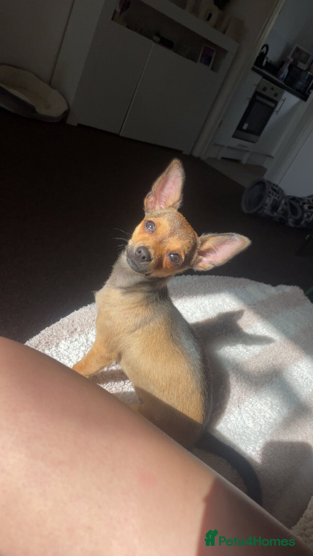 Pomchi dogs for sale: Lovely loving Dottie  - Image 1
