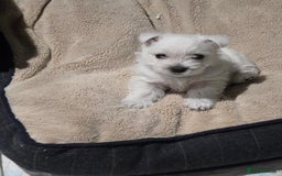 West Highland Terrier dogs for sale: Gorgeous pedigree westies, excellent bloodlines - Image 2