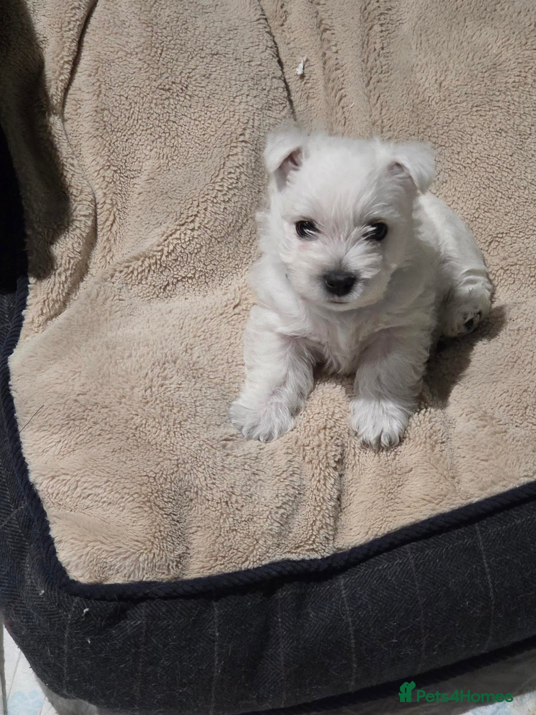 West Highland Terrier dogs for sale: Gorgeous pedigree westies, excellent bloodlines - Image 2