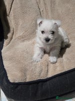 West Highland Terrier dogs - Advert 2