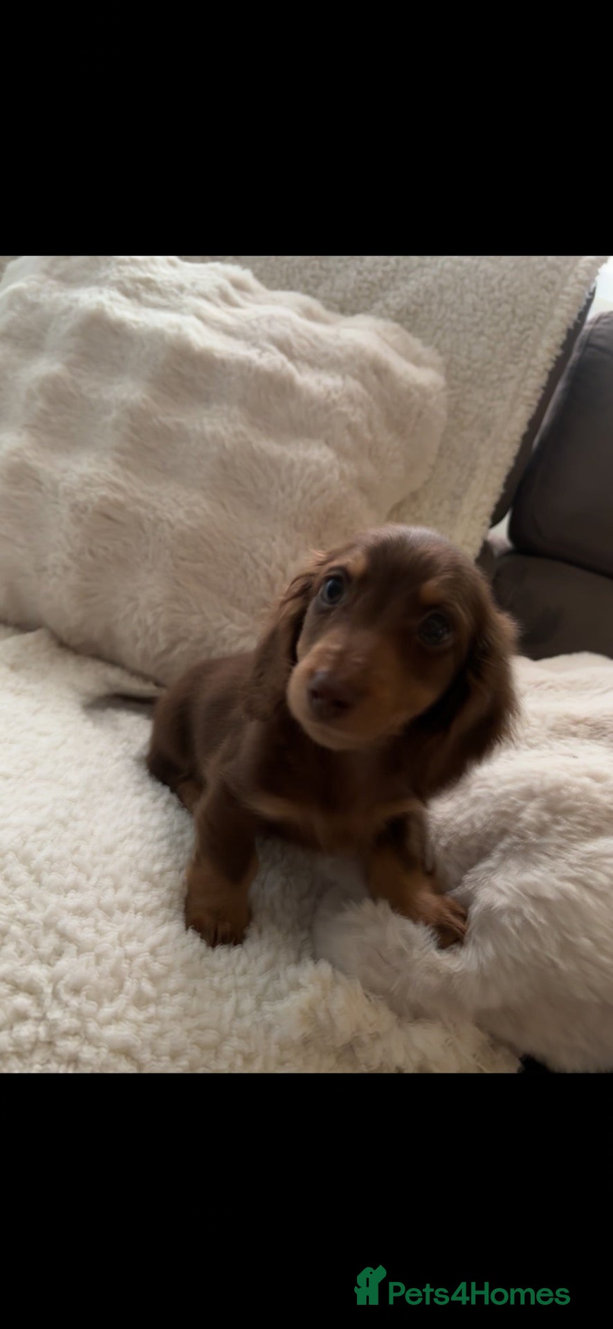 Miniature Dachshund dogs for sale: Fluffy miniature dachshund - Advert 2