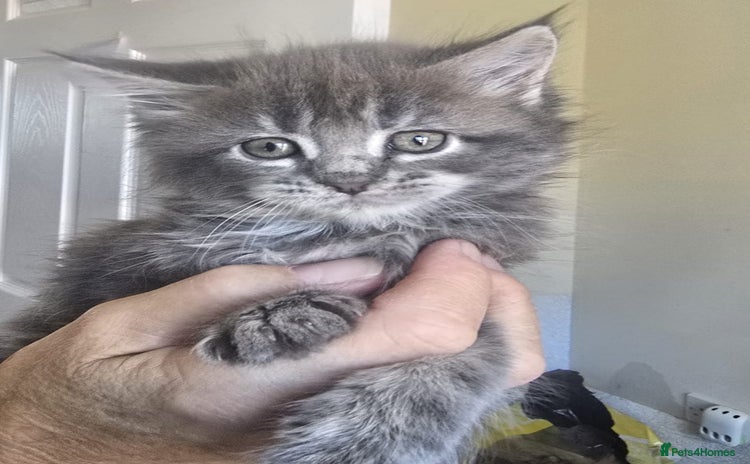 Persian cats - Advert 1
