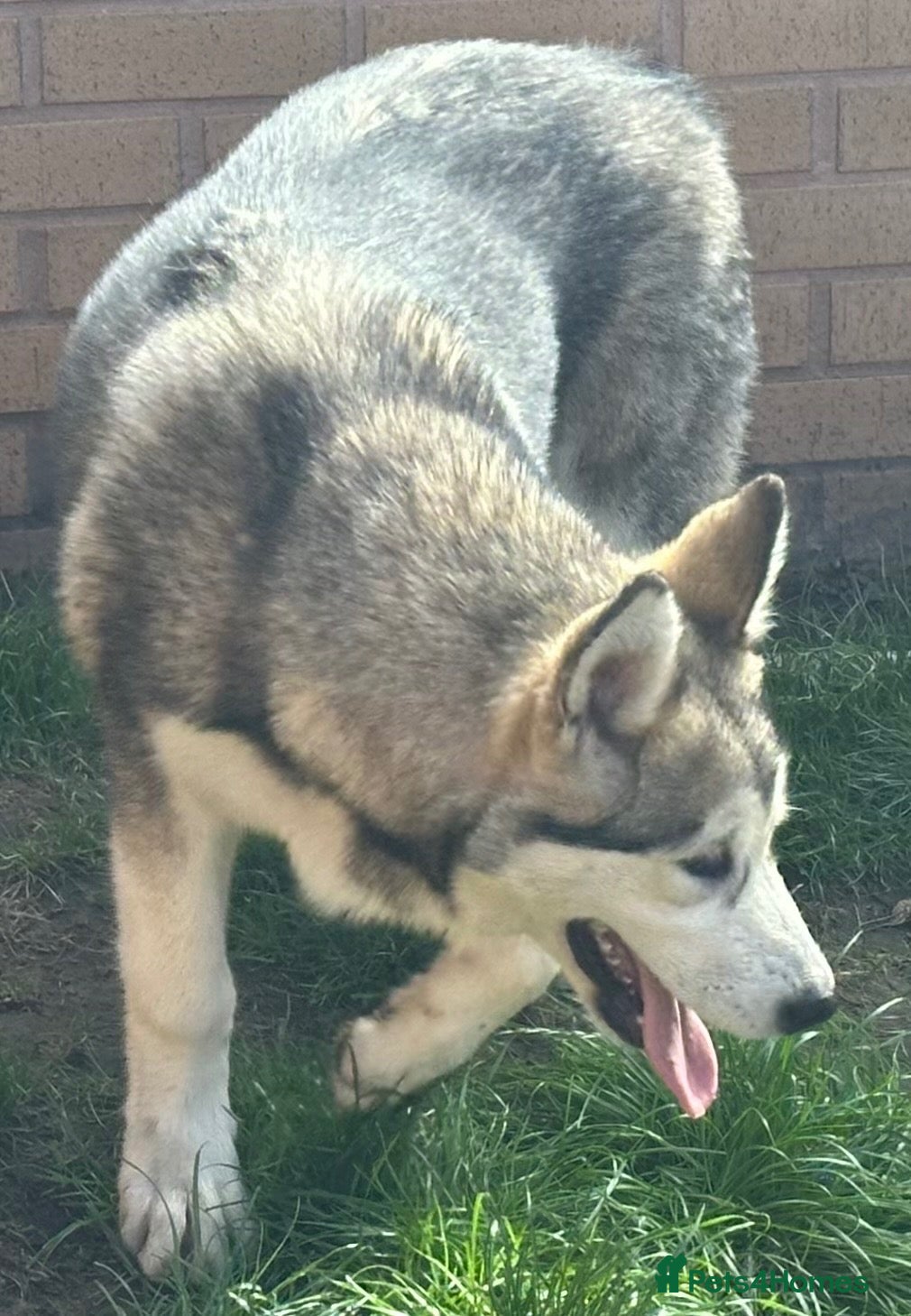 Alaskan Malamute dogs Last 2 females available  - Advert 1