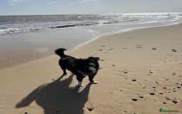 Sprollie dogs for sale: Dog in need of rehoming - Advert 5