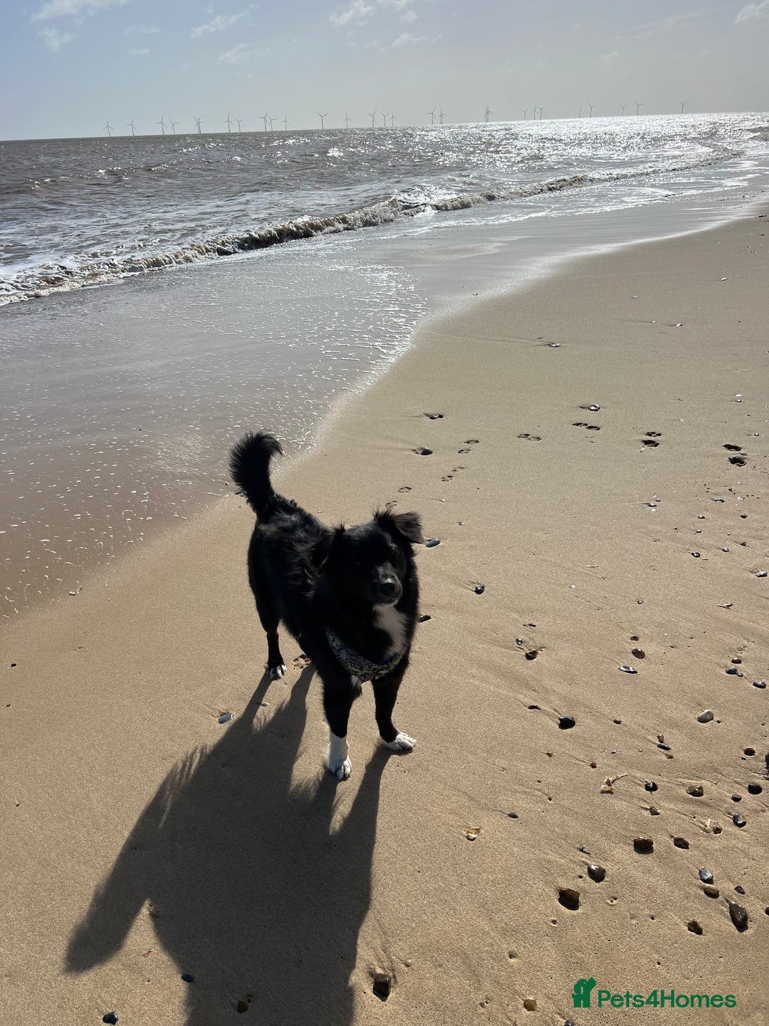 Sprollie dogs for sale: Dog in need of rehoming - Advert 5