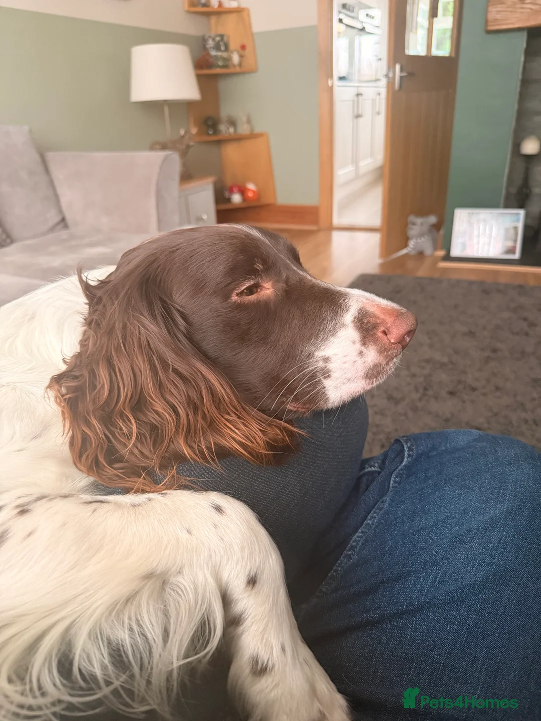 Mixed Breed dogs for sale: Cockapoo x English Springer Spaniel  in Holmfirth - Advert 21