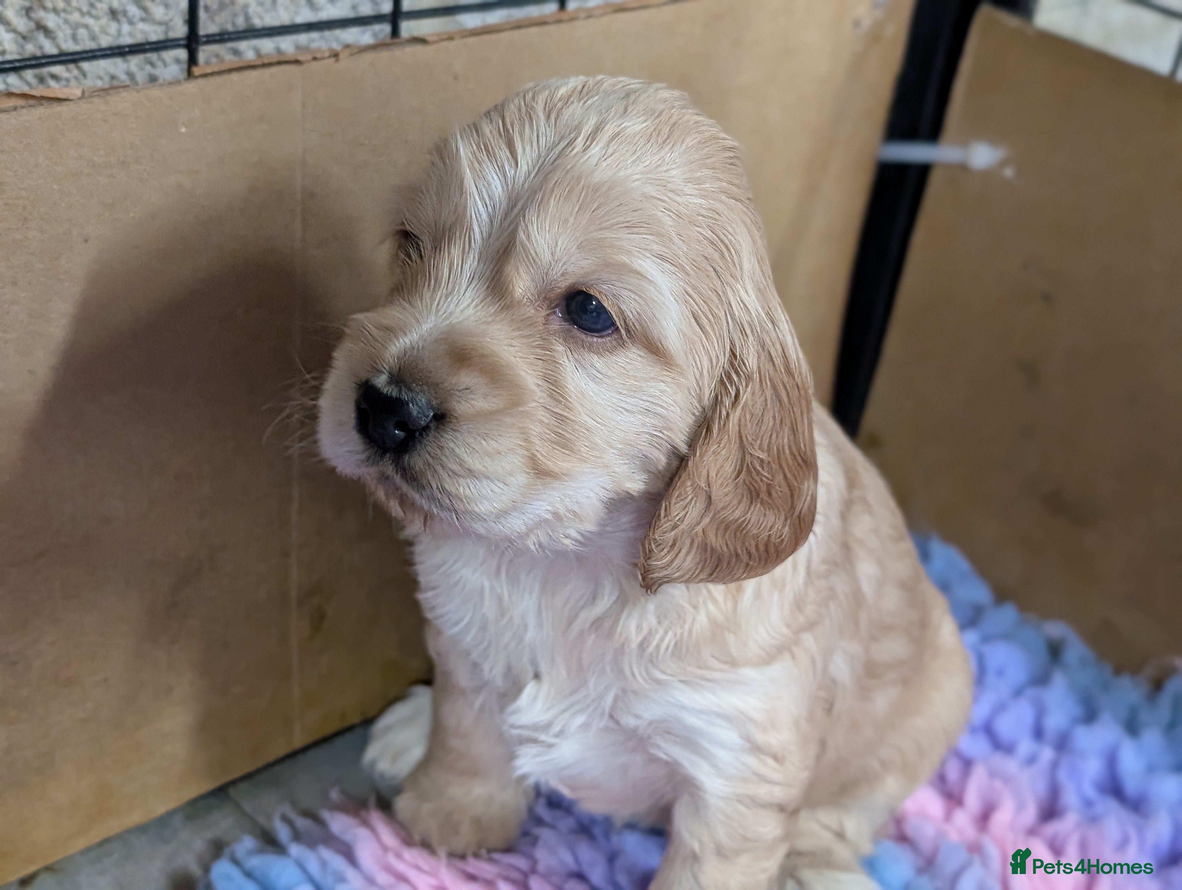 Cockapoo dogs Beautiful show type cockerpoo puppies  - Advert 10