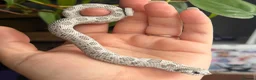 Snake reptiles for sale: Western Hognose Hatchlings - Advert 8