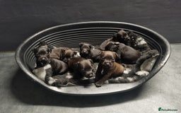 Patterdale Terrier dogs for sale: PATTERDALE PUPS FOR SALE (Nutall lines) - Image 26