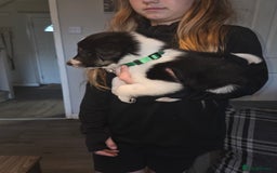 Border Collie dogs for sale: Border collie pups  - Image 7