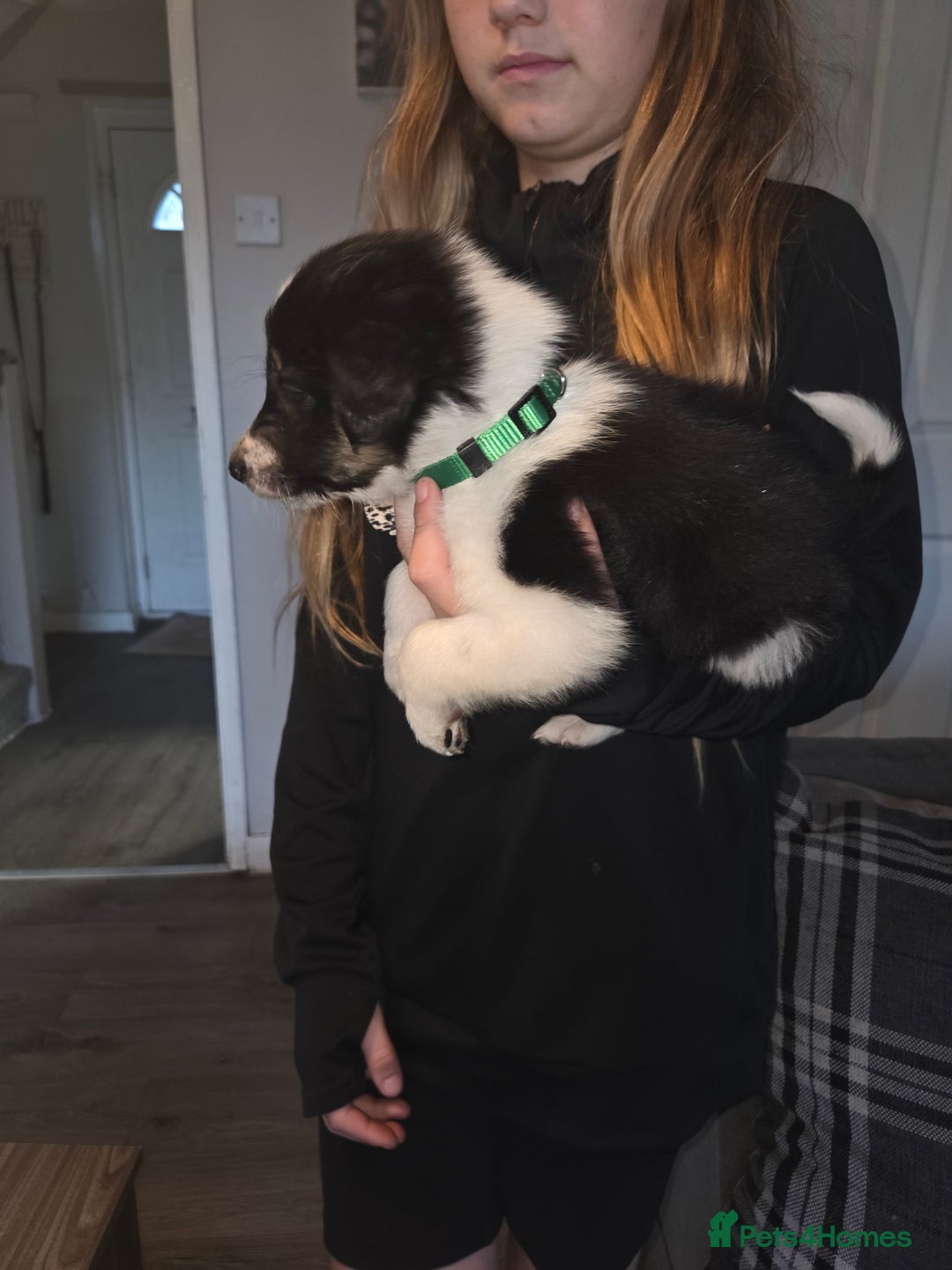 Border Collie dogs for sale: Border collie pups  - Image 7
