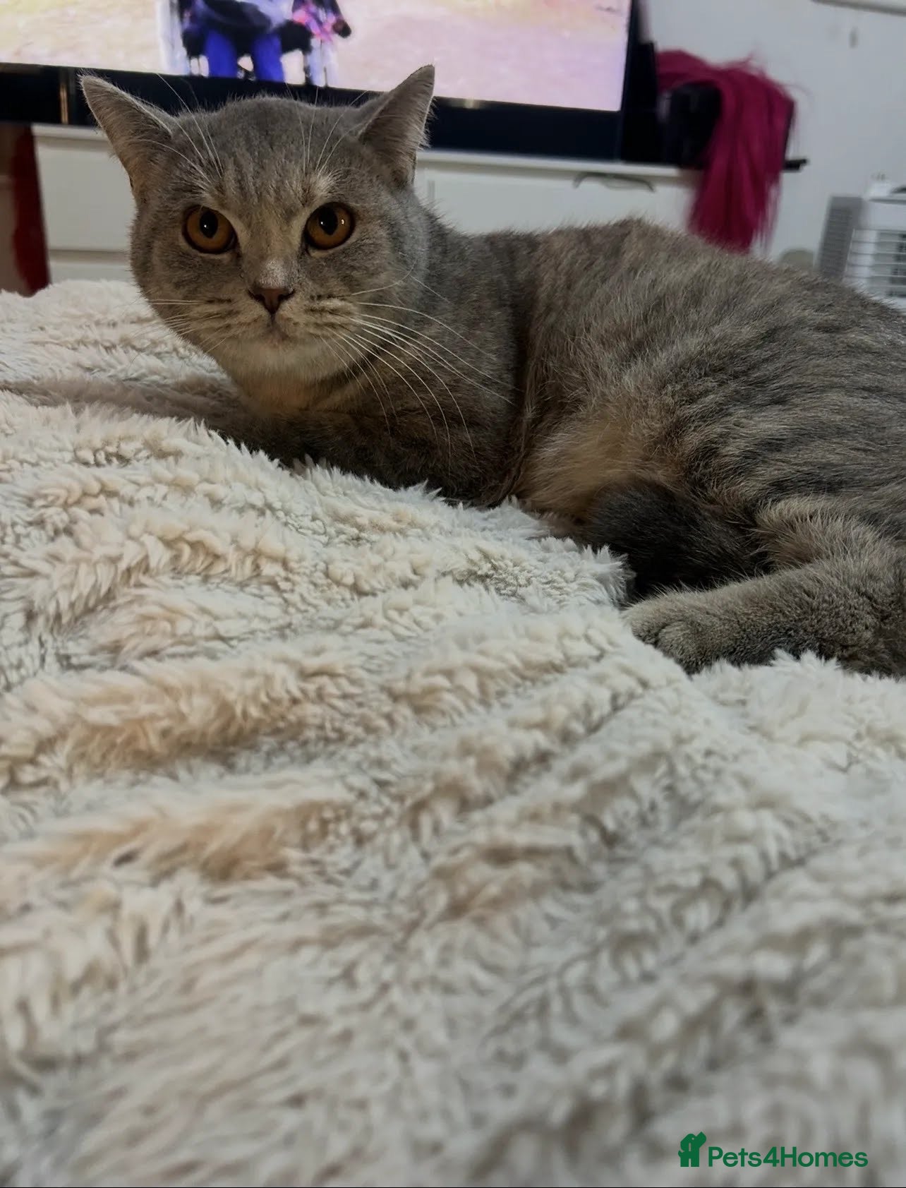 British Shorthair cats British Short Hair - Active mother  - Advert 1