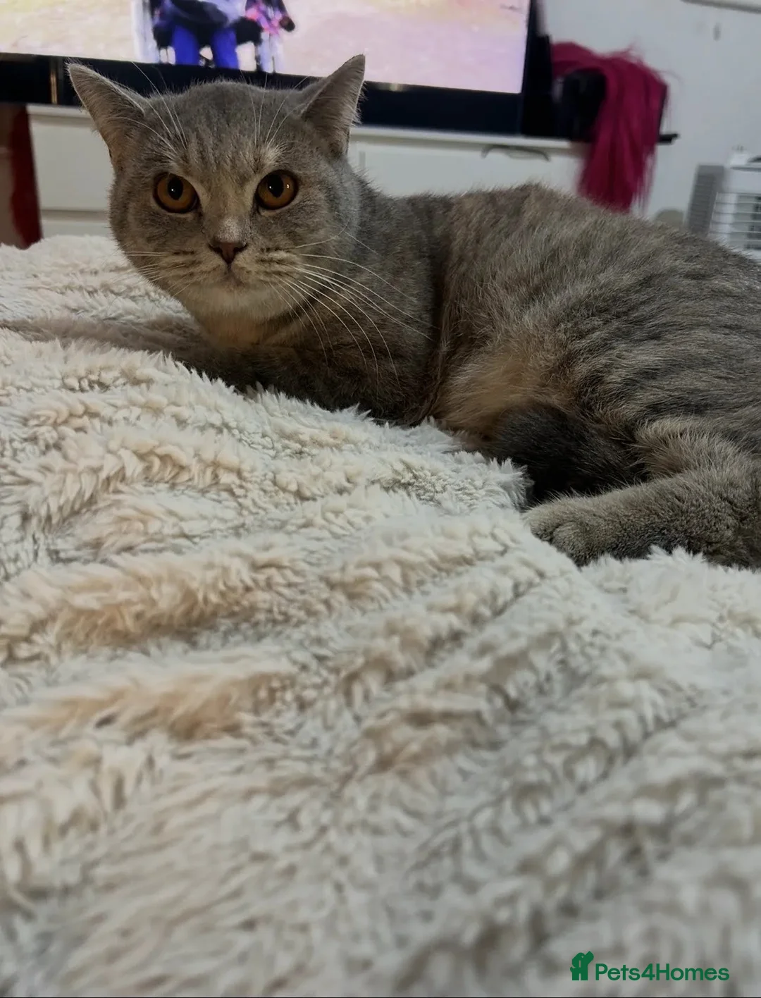 British Shorthair cats for sale: British Short Hair - Active mother  - Advert 1
