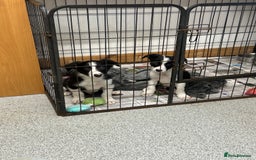 Border Collie dogs for sale: Border collie dog left. Ready  - Image 2
