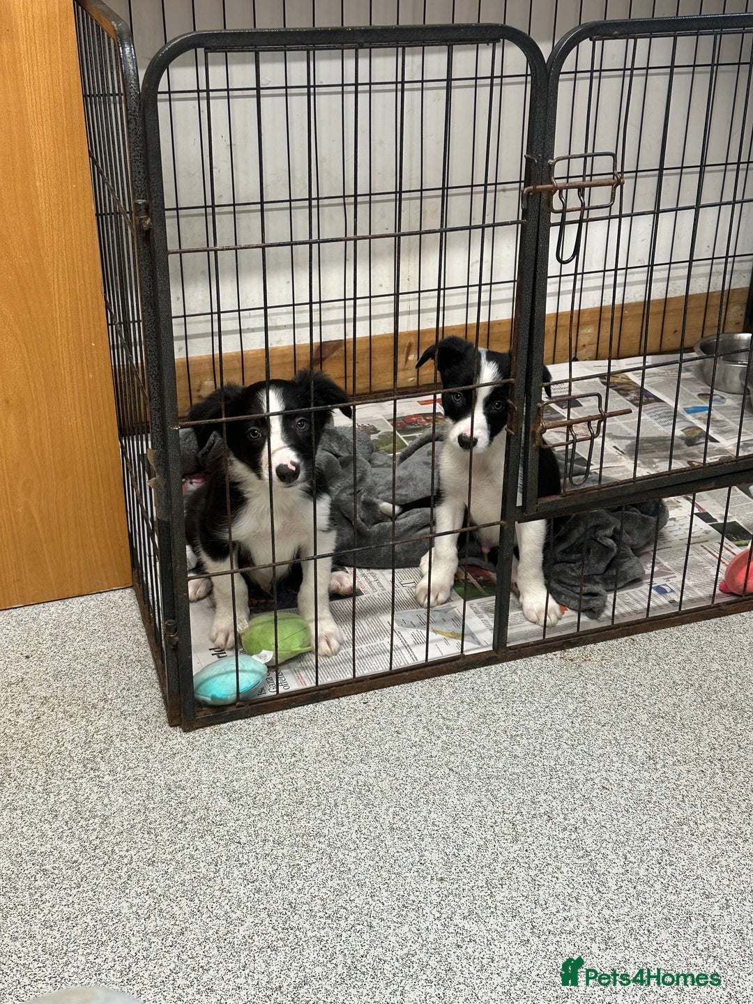 Border Collie dogs for sale: Border collie dog left. Ready  - Image 2