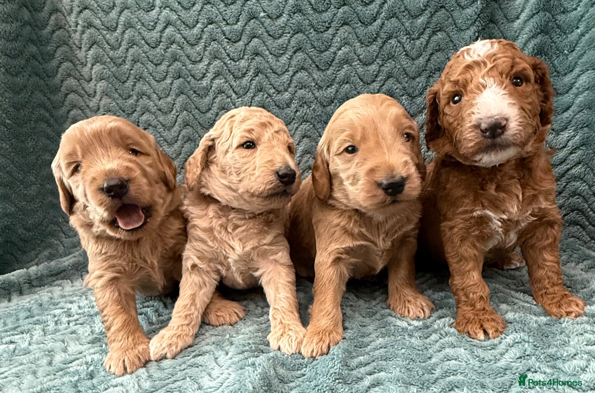 Double Doodle dogs Sunning littler of Australian Double Doodles  - Advert 1