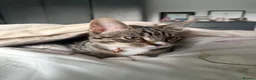Domestic Shorthair cats for sale: Tabby print domestic shorthair cat  in Leeds - Advert 1