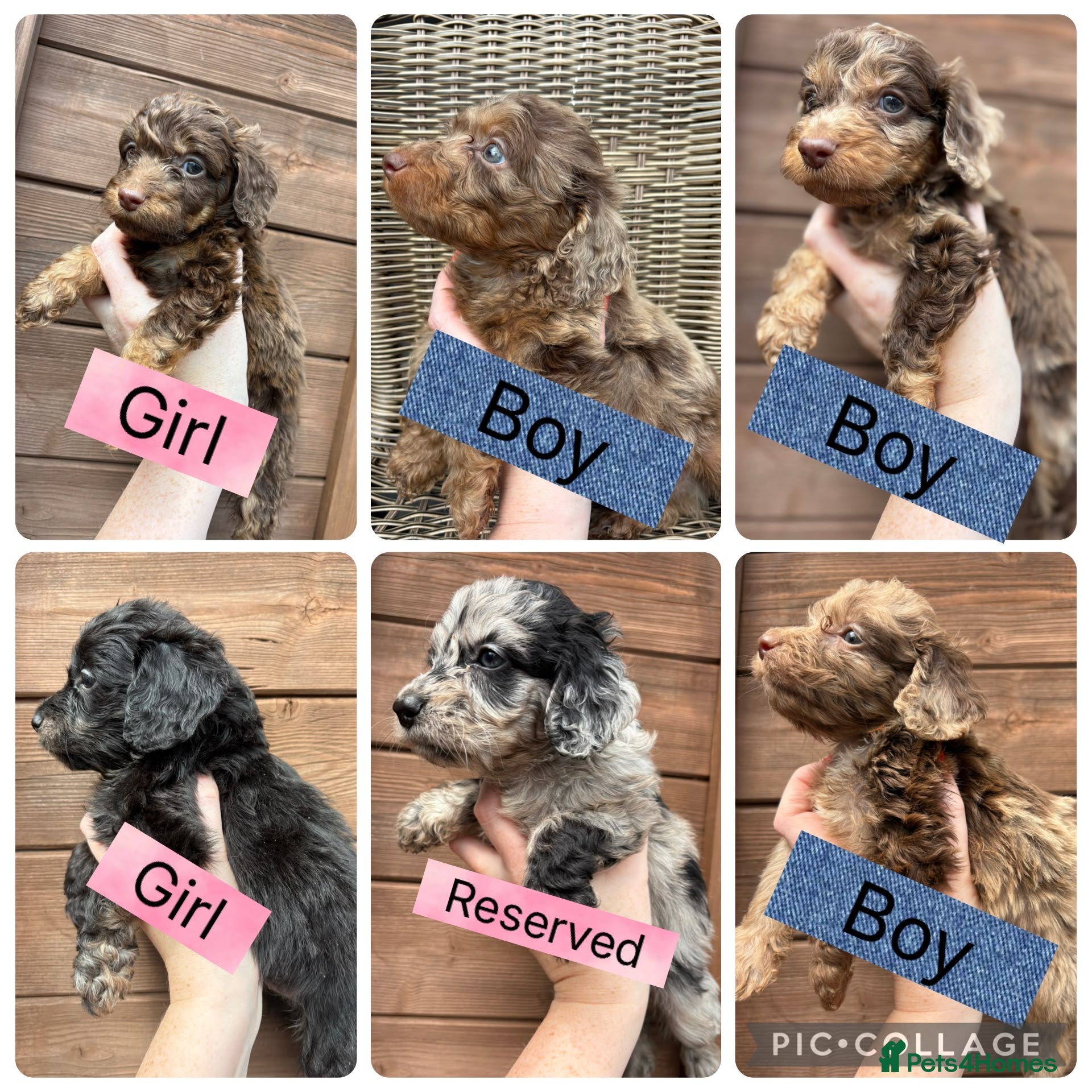 Cockapoo dogs Beautiful F1 Cockapoo Puppies 🧡 - Advert 1