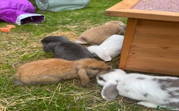 Mixed Breed rabbits for sale: Rabbit rescue  in Diss - Image 15