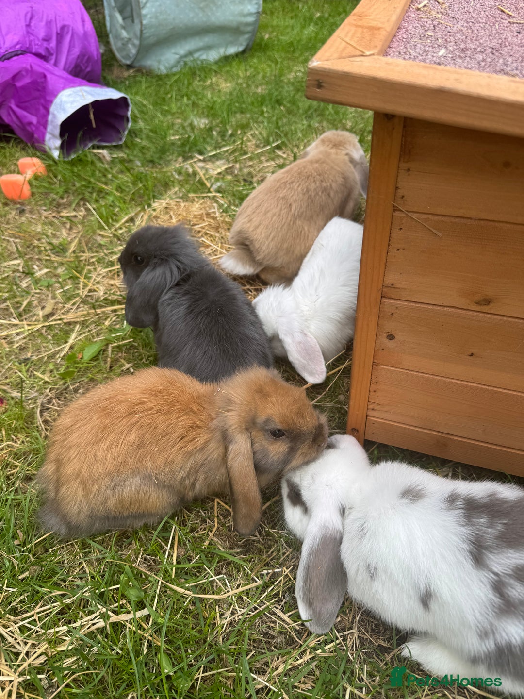Mixed Breed rabbits for sale: Rabbit rescue  in Diss - Image 15