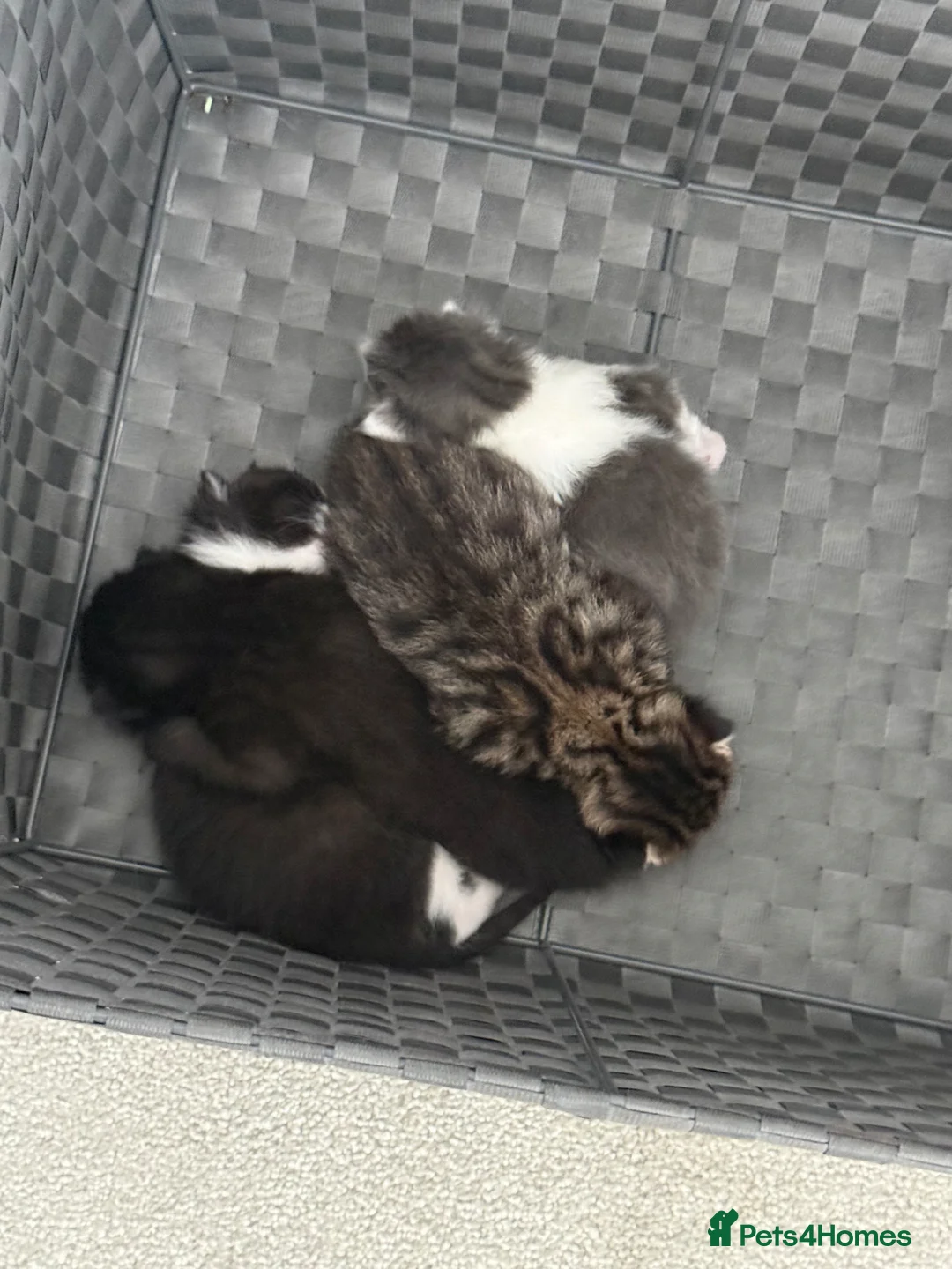 Maine Coon cats for sale: 2 Half Maine Coon Babies Searching For Furever Lap - Advert 8