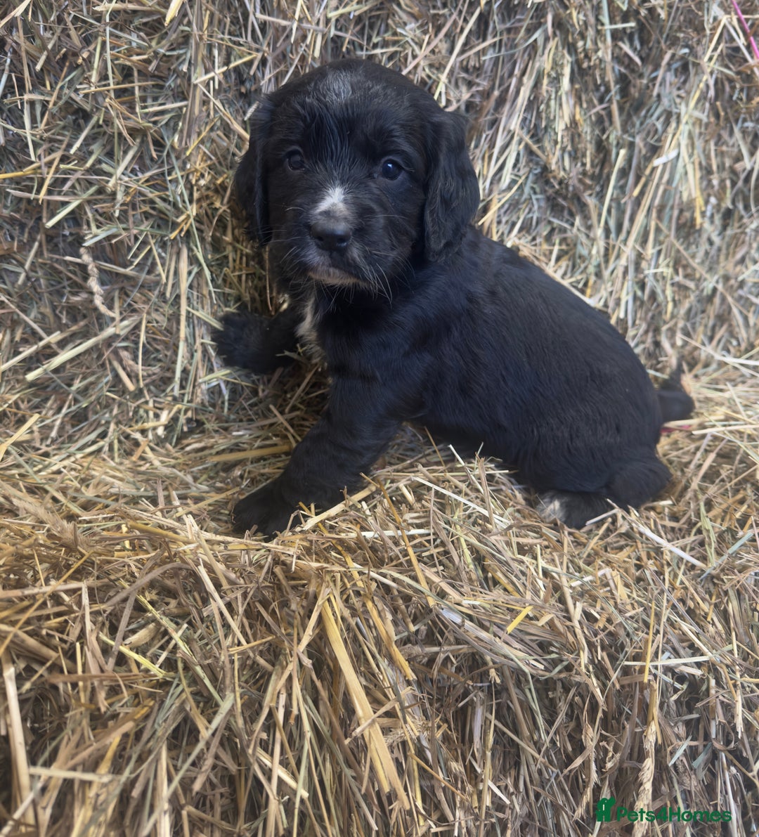 Cocker Spaniel dogs for sale: Health Tested Clear KC Registered Working Cockers - Advert 13