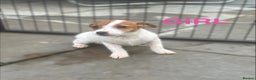 Jack Russell dogs for sale: Jack Russels  - Advert 4