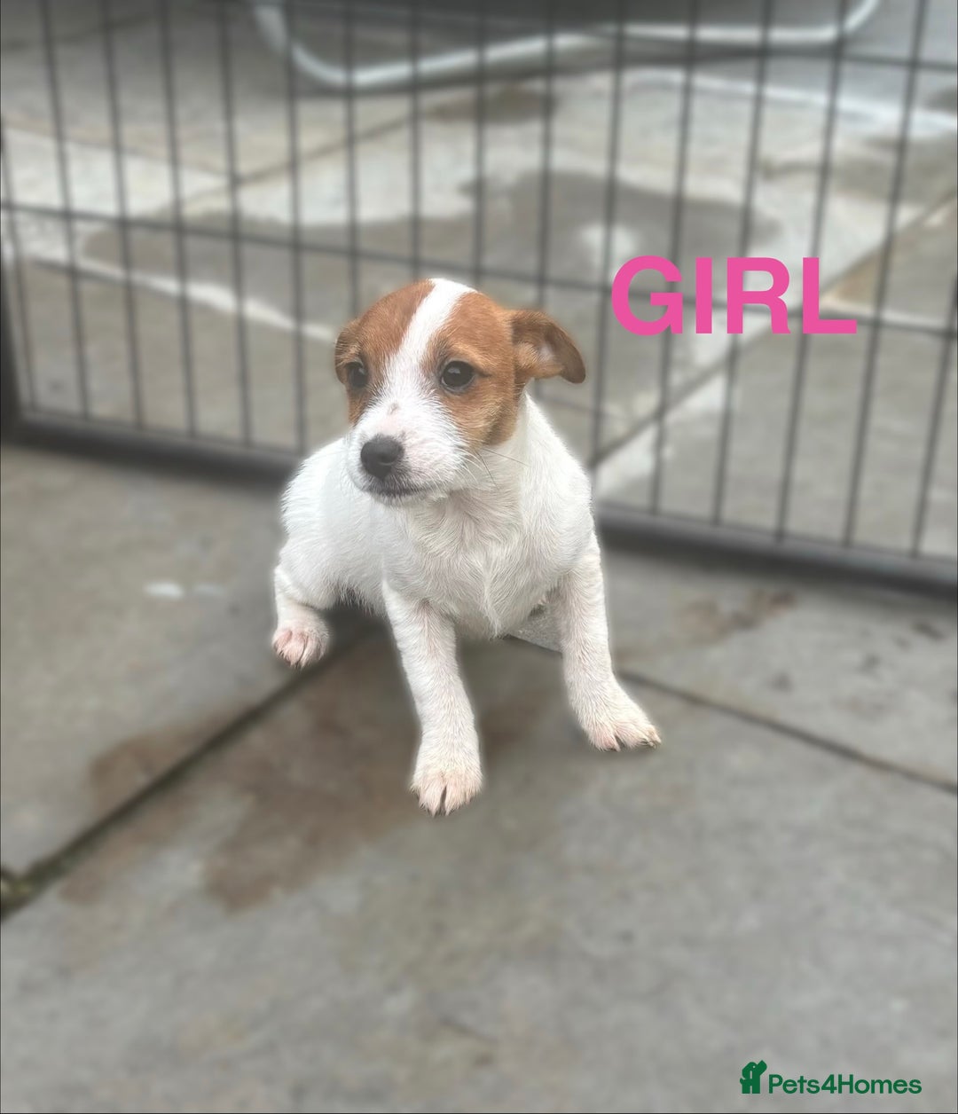 Jack Russell dogs for sale: Jack Russels  - Advert 4