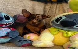 Mixed Breed dogs for sale: Chihuahua x  - Image 12