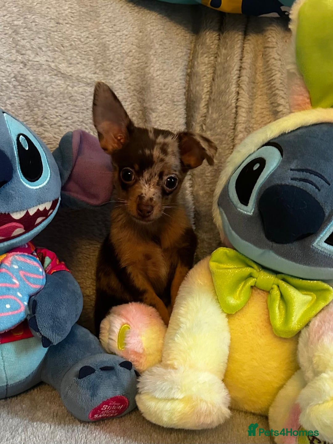 Mixed Breed dogs for sale: Chihuahua x  - Image 12