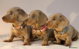 Miniature Dachshund dogs for sale: 🌟5StarsLicense+Holistic+KC+VetCheck+PRAClear - Image 17