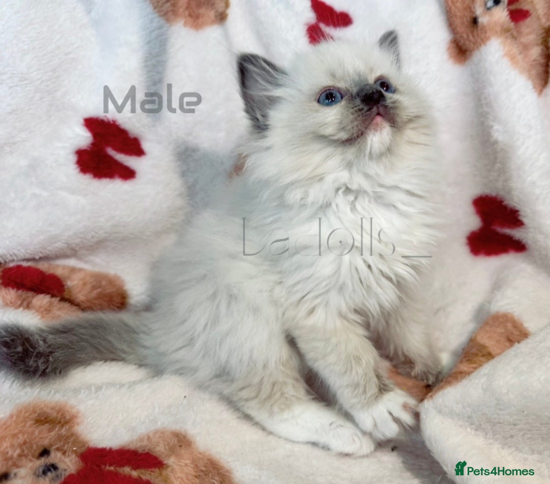 Ragdoll cats for sale: 🐾 Beautiful Blue-Eyed Kittens Available 🐾 - Advert 5