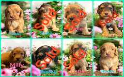 Cockapoo dogs for sale: *REDUCED*READY NOW*beautiful health clear Cockapoo - Image 5