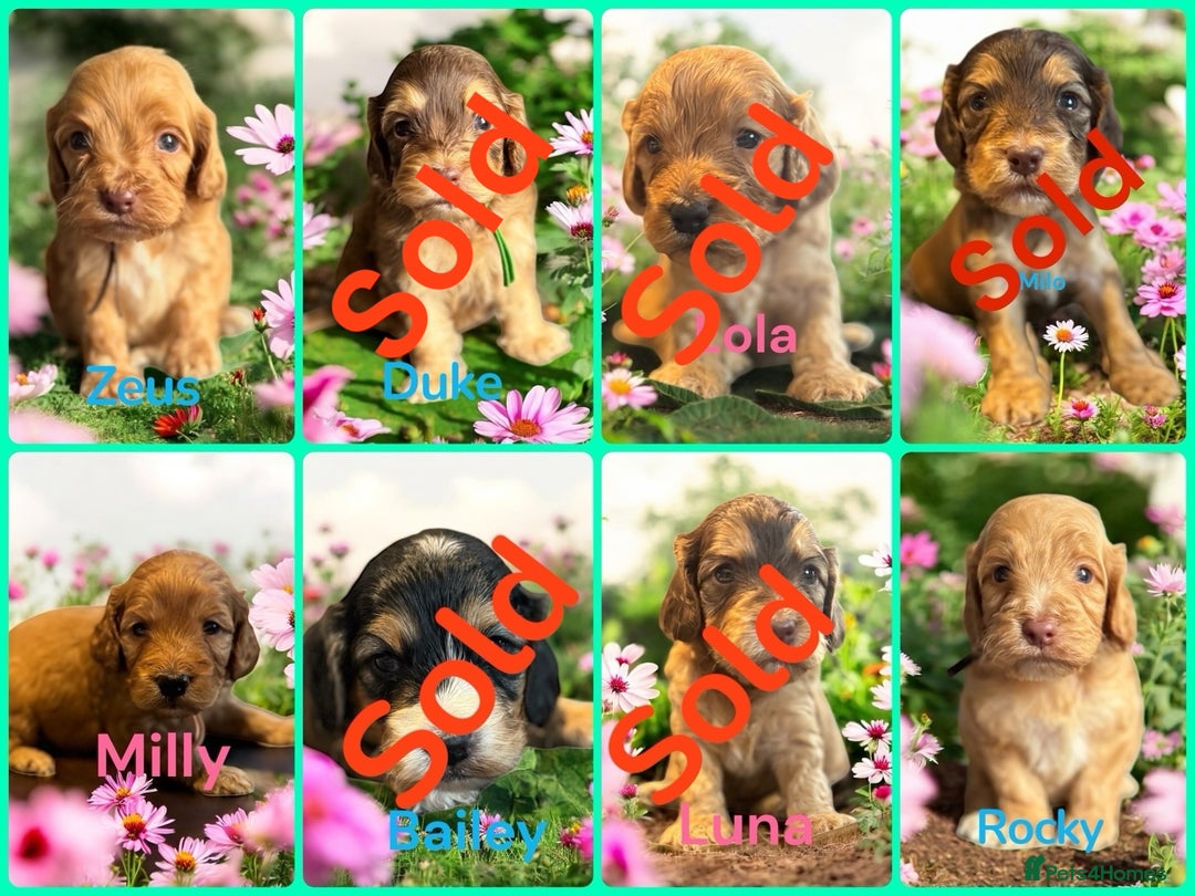 Cockapoo dogs for sale: *REDUCED*READY NOW*beautiful health clear Cockapoo - Image 5