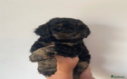 Cockapoo dogs for sale: Beautiful litter of cockapoos - Image 1