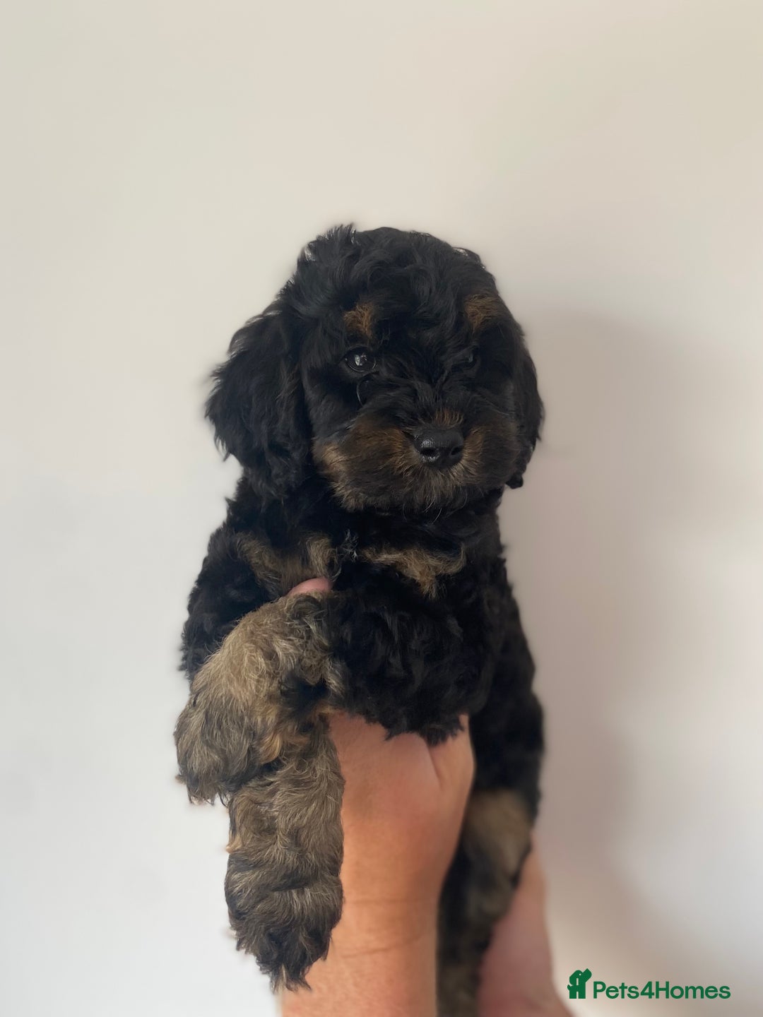 Cockapoo dogs for sale: Beautiful litter of cockapoos - Image 1