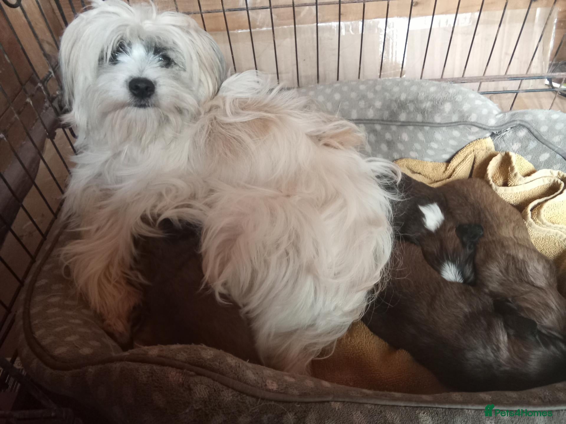 Mixed Breed dogs Unusual maltispitz seeking loving home  - Advert 2
