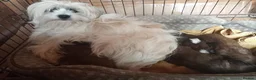 Mixed Breed dogs for sale: Unusual maltispitz seeking loving home  - Advert 1