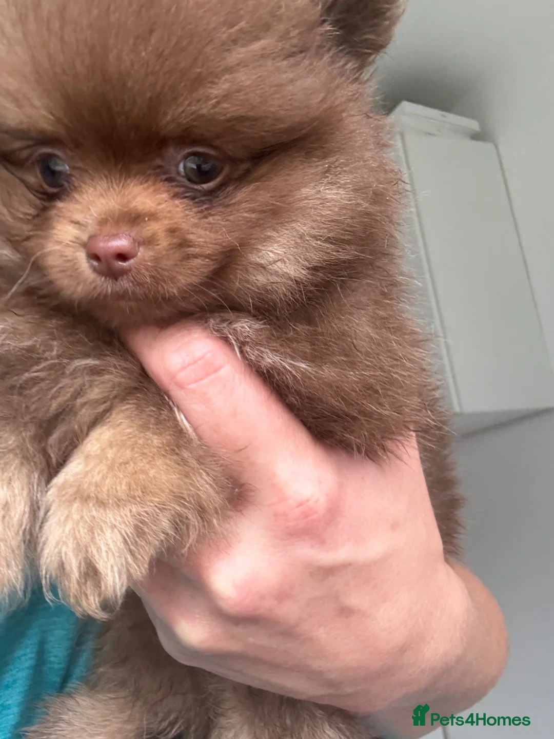 Pomeranian dogs for sale: Teddy bear toy Pomeranian - Advert 2
