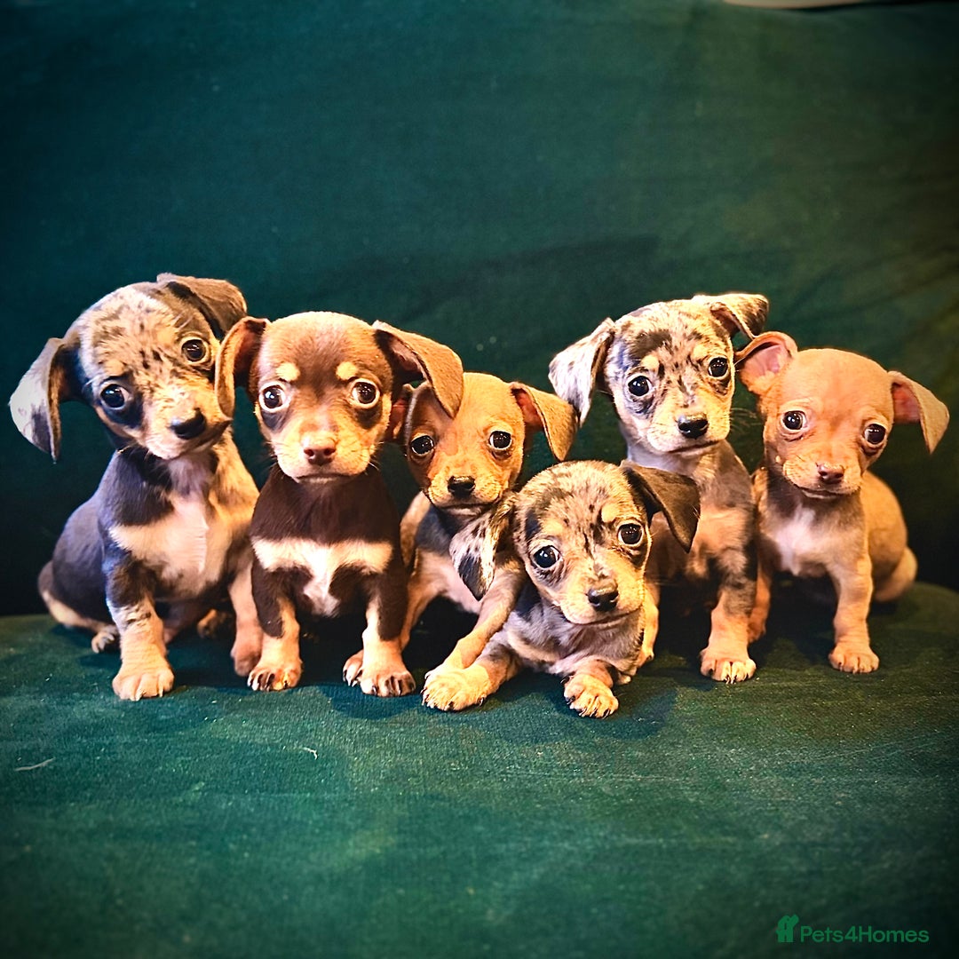 Mixed Breed dogs for sale: Chihuahua cross dachshund puppies  - Advert 1