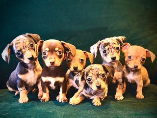 Mixed Breed dogs Chihuahua cross dachshund puppies - Advert 1
