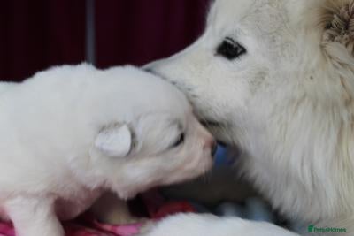 Samoyed dogs Bundle of joy and fluff  - Advert 1