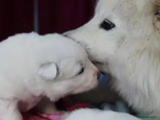 Samoyed dogs Bundle of joy and fluff - Advert 1